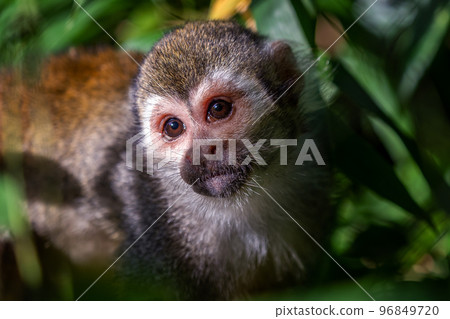 Common squirrel monkey (Saimiri sciureus) on tree in the nature. 96849720