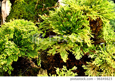 Bonsai of Iwamatsu 96849823