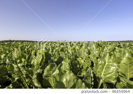 Growing beets in an agricultural field Growing beets in an agricultural field 96850064