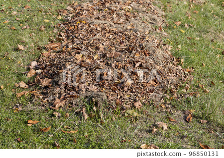 heaps with fallen leaves of trees in the autumn season heaps with fallen leaves of trees in the autumn season 96850131