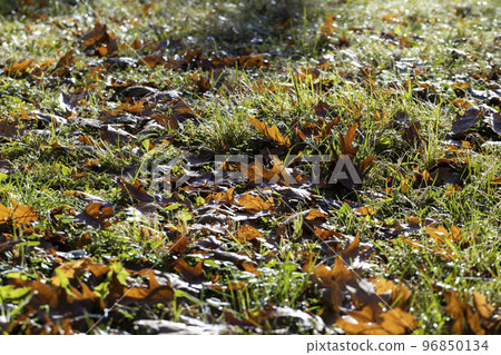 Fallen to the ground dry maple foliage in the autumn season Fallen to the ground dry maple foliage in the autumn season 96850134