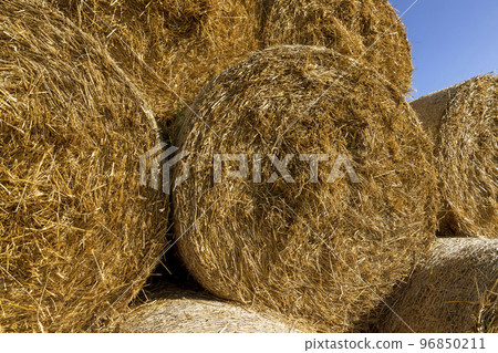An agricultural field where wheat crops are harvested and straw stacks are stored 96850211