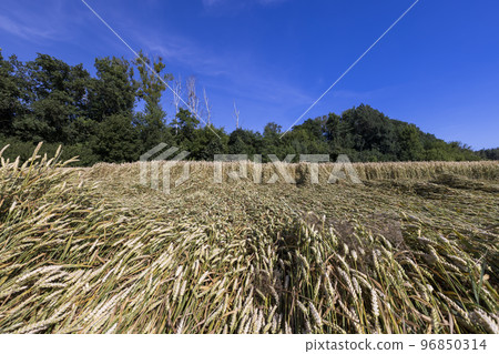 An agricultural field where wheat is grown An agricultural field where wheat is grown 96850314