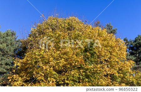 Beautiful trees in the autumn season with colorful foliage Beautiful trees in the autumn season with colorful foliage 96850322