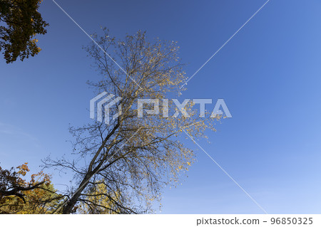 Beautiful trees in the autumn season with colorful foliage Beautiful trees in the autumn season with colorful foliage 96850325