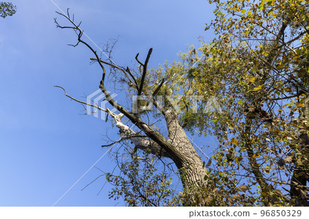 Yellowing and falling foliage of deciduous trees in autumn Yellowing and falling foliage of deciduous trees in autumn 96850329