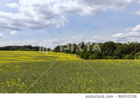 Yellow-flowering rapeseed in the summer Yellow-flowering rapeseed in the summer 96850336