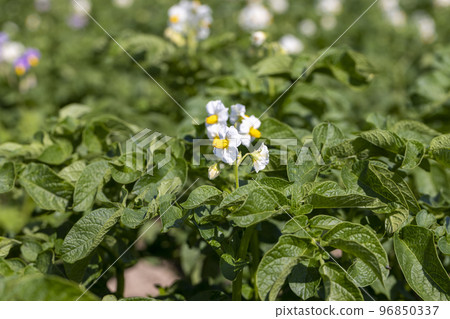 Green potato bushes in the field Green potato bushes in the field 96850337