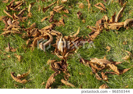 Chestnut foliage in the autumn season Chestnut foliage in the autumn season 96850344