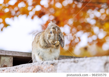 Rabbit of Okunojima 96850570