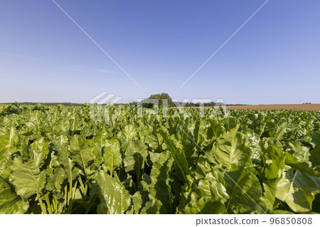 Growing beets in an agricultural field Growing beets in an agricultural field 96850808