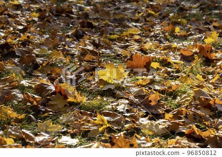 Fallen to the ground dry maple foliage in the autumn season 96850812