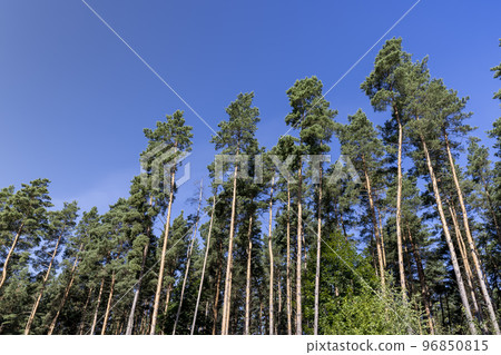 Tall trees in a pine forest illuminated by sunlight 96850815