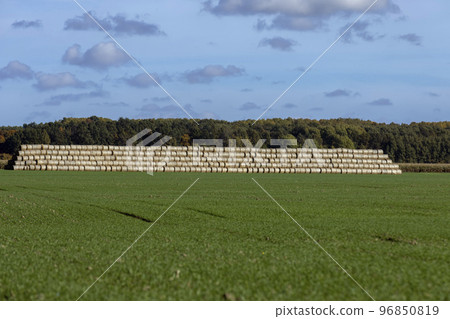 An agricultural field where wheat crops are harvested and straw stacks are stored 96850819