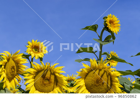 Sunflower field with flowers and bees Sunflower field with flowers and bees 96850862