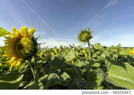 Beautiful blooming flowers sunflowers in the field 96850867