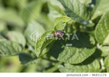 Colorado beetles, growing potatoes as a food product 96851178