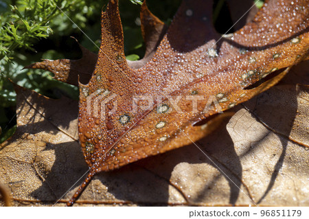 Orange oak foliage close up 96851179