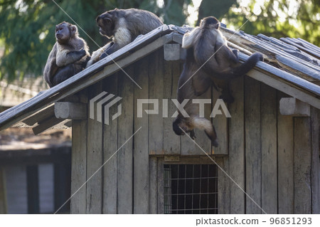 屋頂上的簇絨卷尾猴 屋頂上的簇絨卷尾猴 96851293