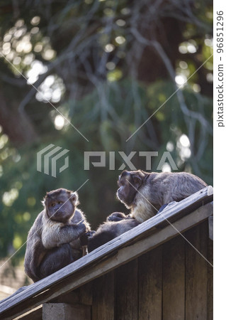 Tufted capuchin monkeys on the roof Tufted capuchin monkeys on the roof 96851296