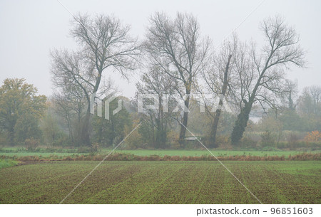 Bare winter trees over foggy agriculture land at the Flemish Countryside around Zemst, Belgium 96851603