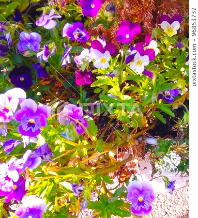 Viola Viola 96851732