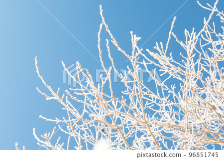隆冬時樹上的白霜 隆冬時樹上的白霜 96851745