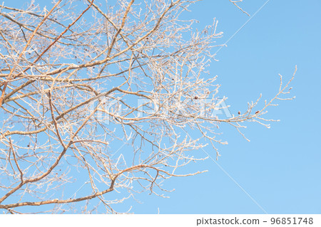 隆冬時樹上的白霜 96851748