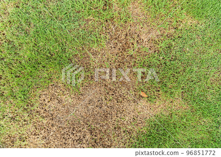 A patch is caused by the destruction of fungus Rhizoctonia Solani grass leaf change from green to dead brown in a circle lawn texture background dead dry grass. Dead grass of the nature background. 96851772