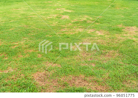 A patch is caused by the destruction of fungus Rhizoctonia Solani grass leaf change from green to dead brown in a circle lawn texture background dead dry grass. Dead grass of the nature background. A patch is caused by the destruction of fungus Rhizoctonia Solani grass leaf change from green to dead brown in a circle lawn texture background dead dry grass. Dead grass of the nature background. 96851775