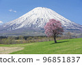 Mt. Yotei and cherry blossoms 96851837