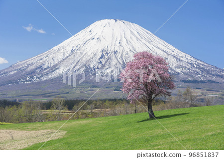 羊蹄山和櫻花 羊蹄山和櫻花 96851837