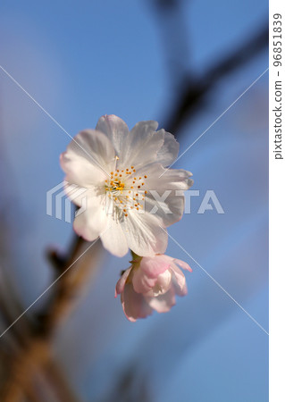 A macro shot of the pretty flower branches of October cherry blossoms that are in full bloom in autumn and October. A macro shot of the pretty flower branches of October cherry blossoms that are in full bloom in autumn and October. 96851839