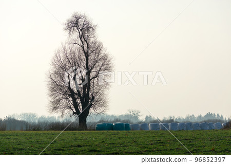 A tall tree without leaves and bales of silage on a meadow against a hazy sky 96852397