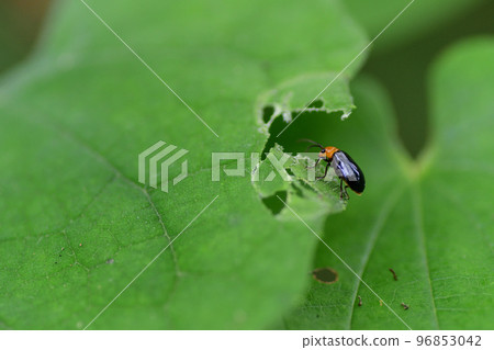 棲息在樹葉上的烏鴉甲蟲（埼玉/八月） 96853042