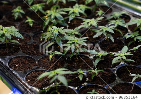 Closeup seedlings, cannabis seedlings in gratifying soil-filled planting tray. Closeup seedlings, cannabis seedlings in gratifying soil-filled planting tray. 96853164
