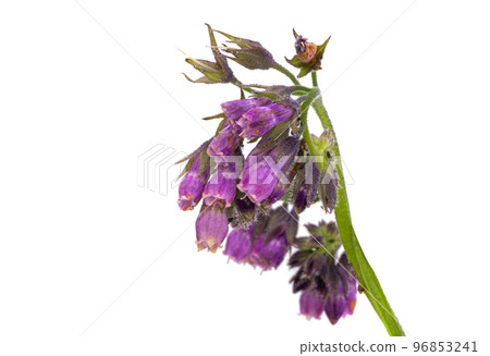 common comfrey isolated common comfrey isolated 96853241