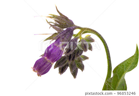 common comfrey isolated common comfrey isolated 96853246