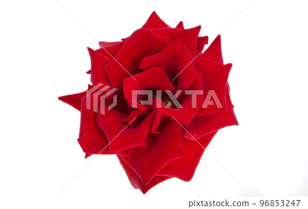 red rose solated red rose solated 96853247