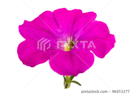 lilac petunia flower isolated lilac petunia flower isolated 96853277