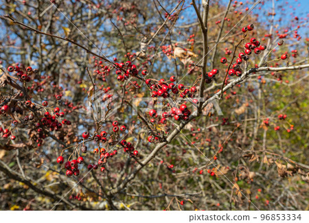 hawthorn berries in autumn on a sunny day hawthorn berries in autumn on a sunny day 96853334