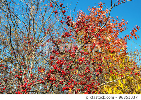 hawthorn berries in autumn on a sunny day hawthorn berries in autumn on a sunny day 96853337