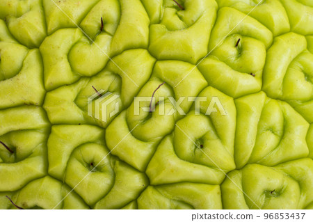 green beautiful maclura background closeup green beautiful maclura background closeup 96853437