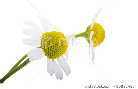 medical chamomile isolated 96853483