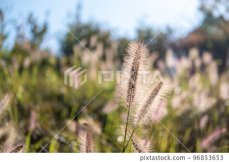 Silver Grass against the blue sky during the day 96853653