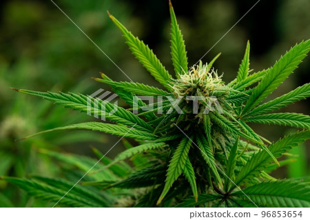 Closeup gratifying cannabis hemp with bud in grow facility, indoor farm. Closeup gratifying cannabis hemp with bud in grow facility, indoor farm. 96853654