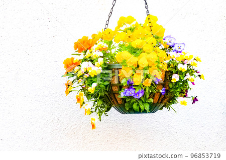 Photo: A hanging basket that invites spring A hanging basket centered on violas Photo: A hanging basket that invites spring A hanging basket centered on violas 96853719