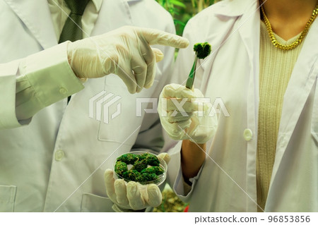 Closeup scientists grasping gratifying heap of cannabis weed buds with tweezers. 96853856