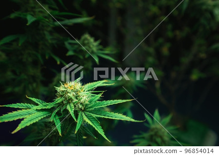 Closeup gratifying cannabis hemp with bud in grow facility, indoor farm. 96854014