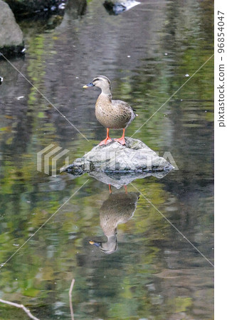 duck on river rock duck on river rock 96854047
